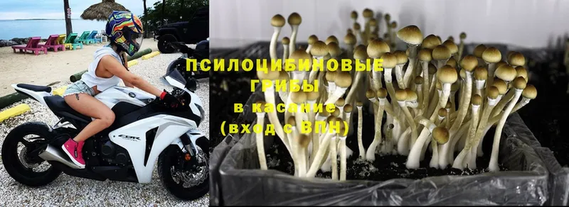 Псилоцибиновые грибы Cubensis  Тосно 